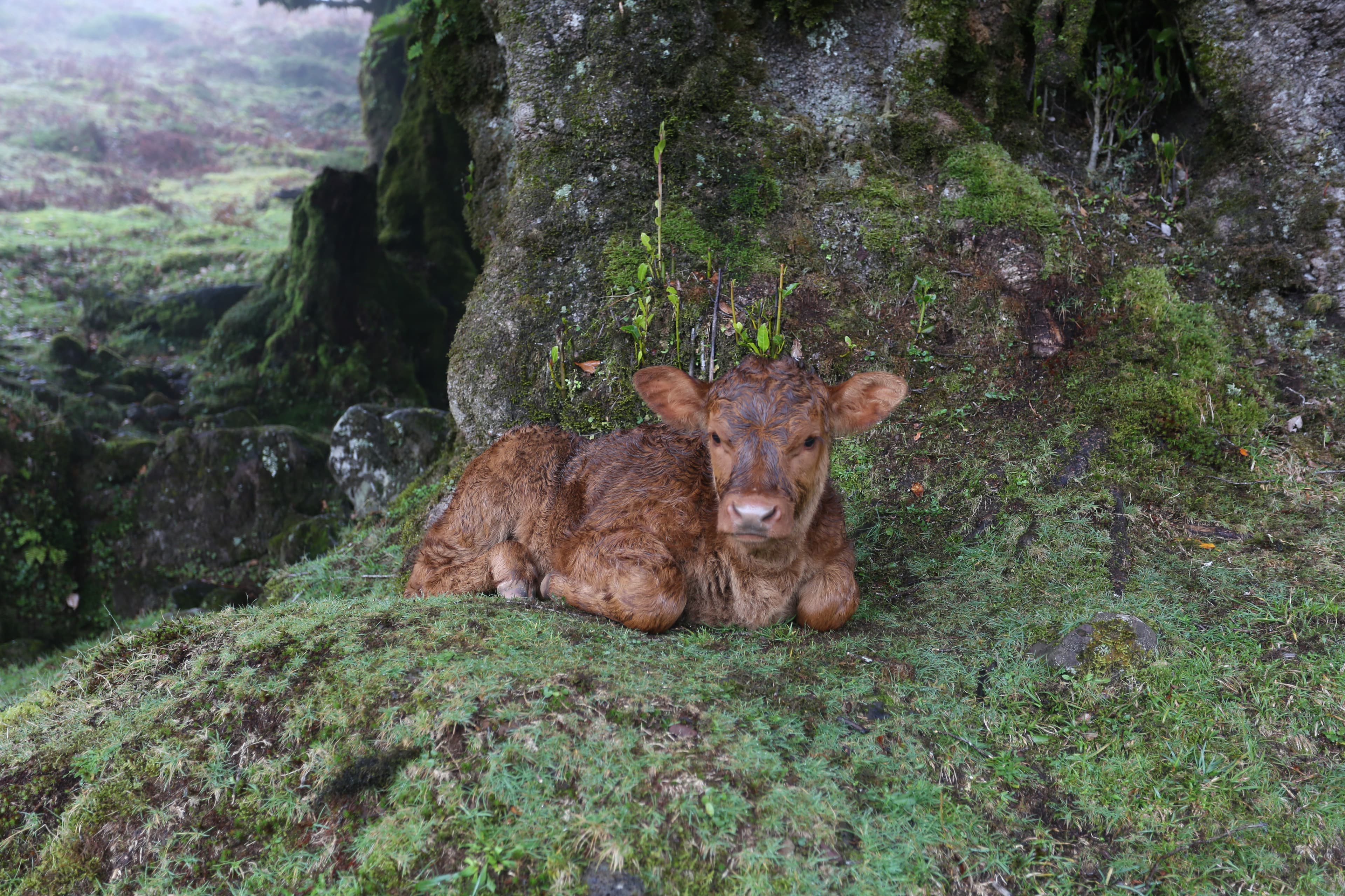 A baby calf resting under a moss-covered tree in the Fanal laurel forest, Madeira